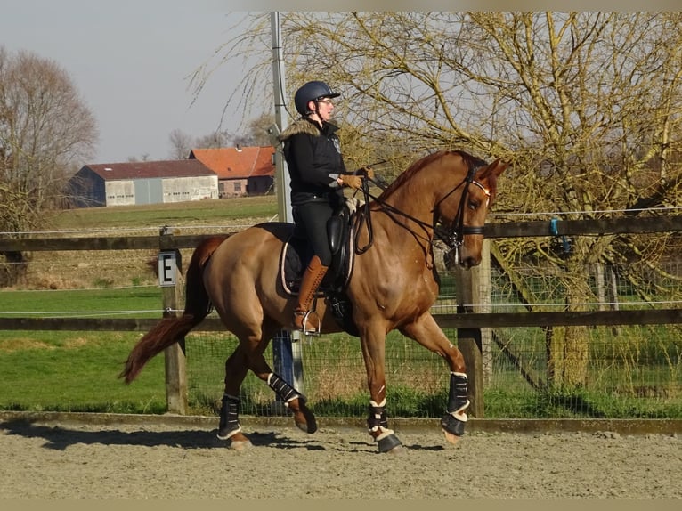 Belgian Warmblood Gelding 13 years 16,3 hh Chestnut-Red in Poperinge