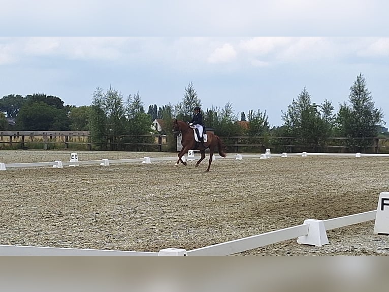 Belgian Warmblood Gelding 13 years 16,3 hh Chestnut-Red in Poperinge