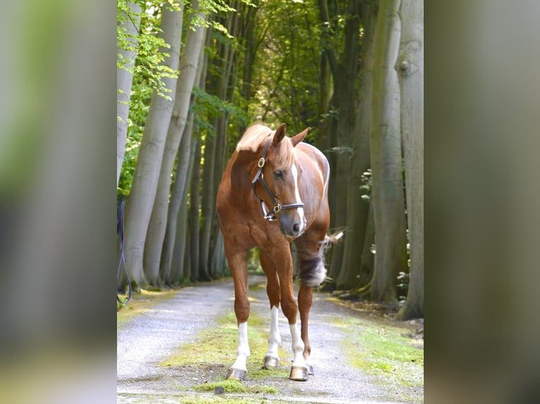 Belgian Warmblood Gelding 13 years 16 hh Chestnut-Red in Bornem