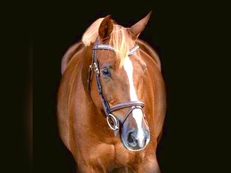 Belgian Warmblood Gelding 13 years 16 hh Chestnut-Red in Bornem