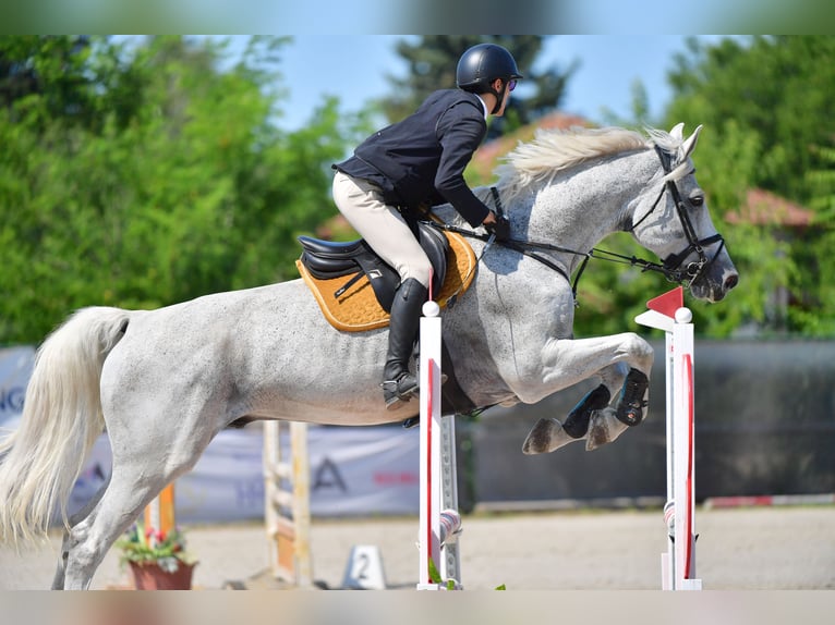 Belgian Warmblood Gelding 13 years 17,1 hh Gray-Fleabitten in Tabajd