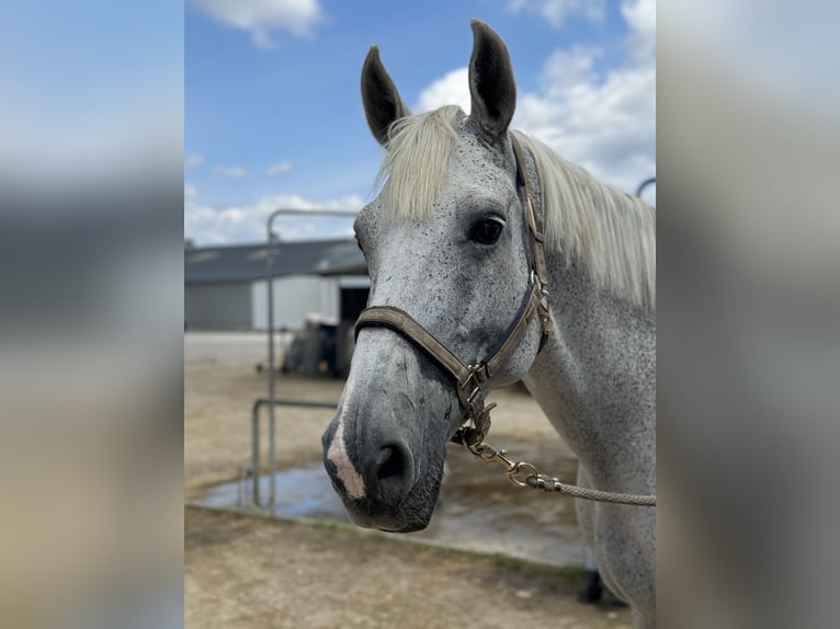 Belgian Warmblood Gelding 13 years 17,1 hh Gray-Fleabitten in Tabajd