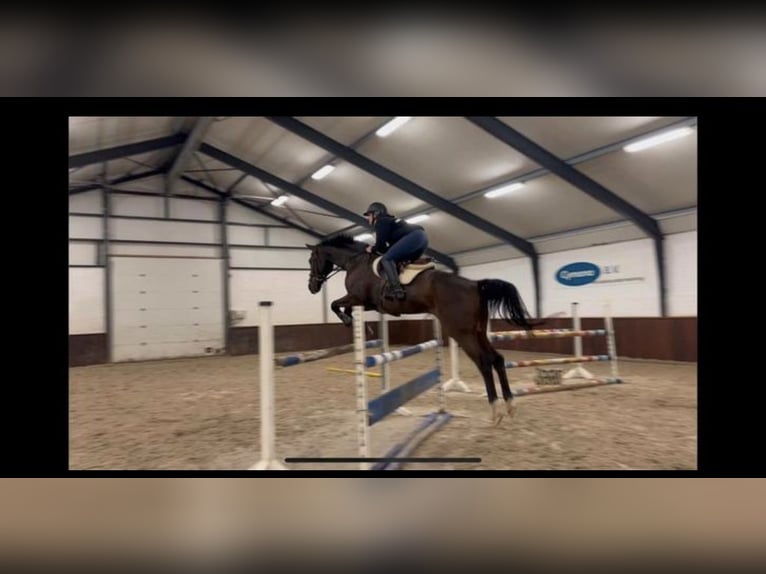 Belgian Warmblood Gelding 13 years 17 hh Bay-Dark in Kapellen