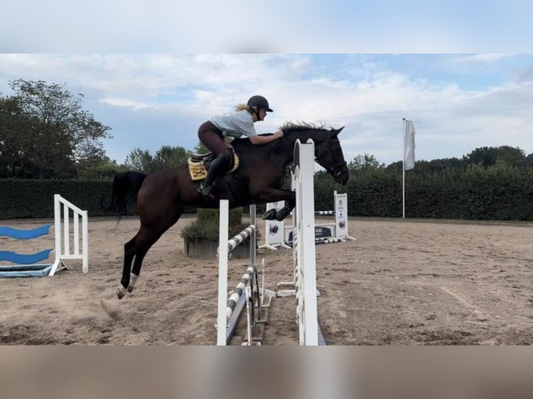 Belgian Warmblood Gelding 13 years 17 hh Bay-Dark in Kapellen