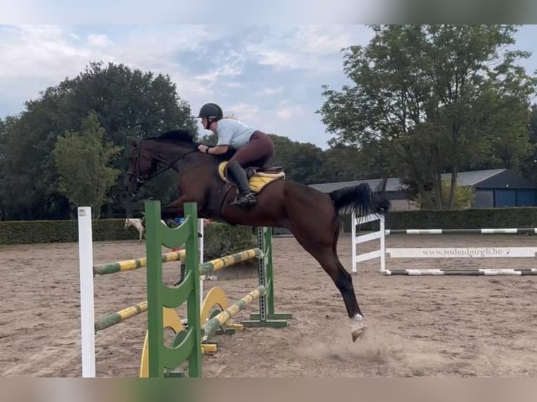 Belgian Warmblood Gelding 13 years 17 hh Bay-Dark in Kapellen