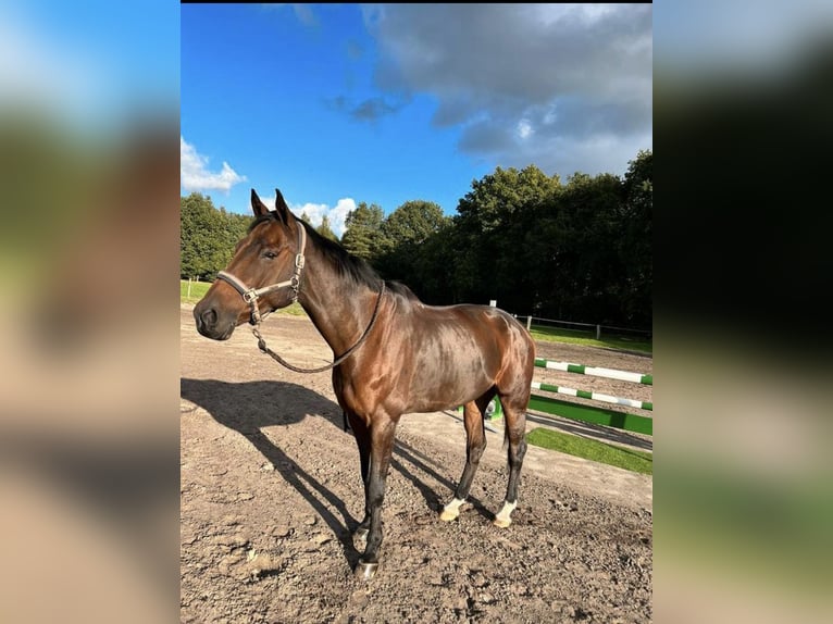 Belgian Warmblood Gelding 13 years 17 hh Bay-Dark in Kapellen