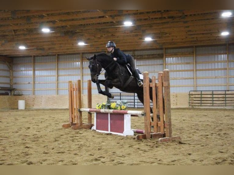 Belgian Warmblood Gelding 13 years Bay in Howell