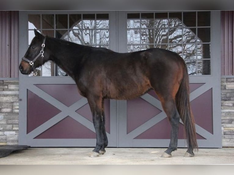 Belgian Warmblood Gelding 13 years Bay in Howell