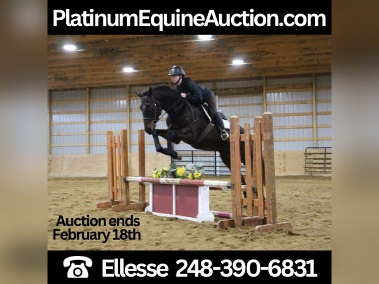 Belgian Warmblood Gelding 13 years Bay in Howell