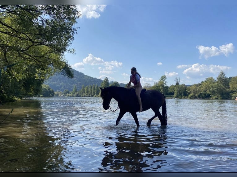 Belgian Warmblood Mix Gelding 14 years 15,1 hh Brown in Balingen