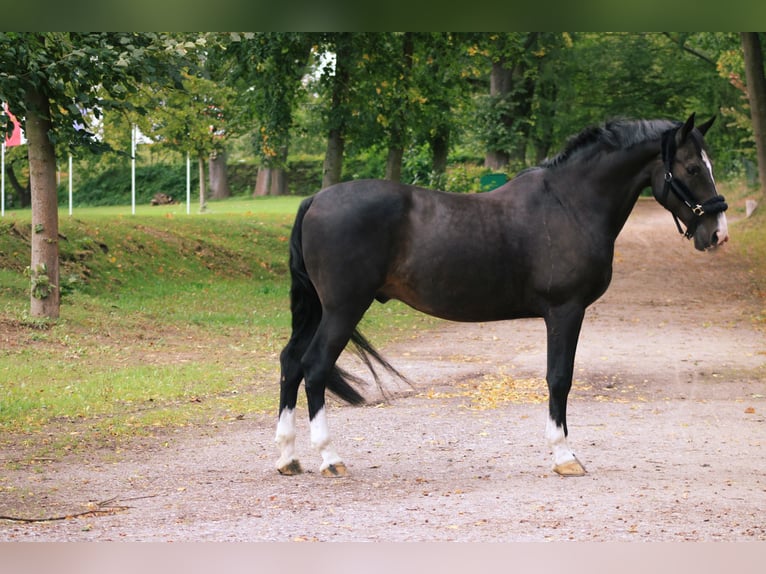 Belgian Warmblood Gelding 14 years 16,1 hh Black in Darmstadt