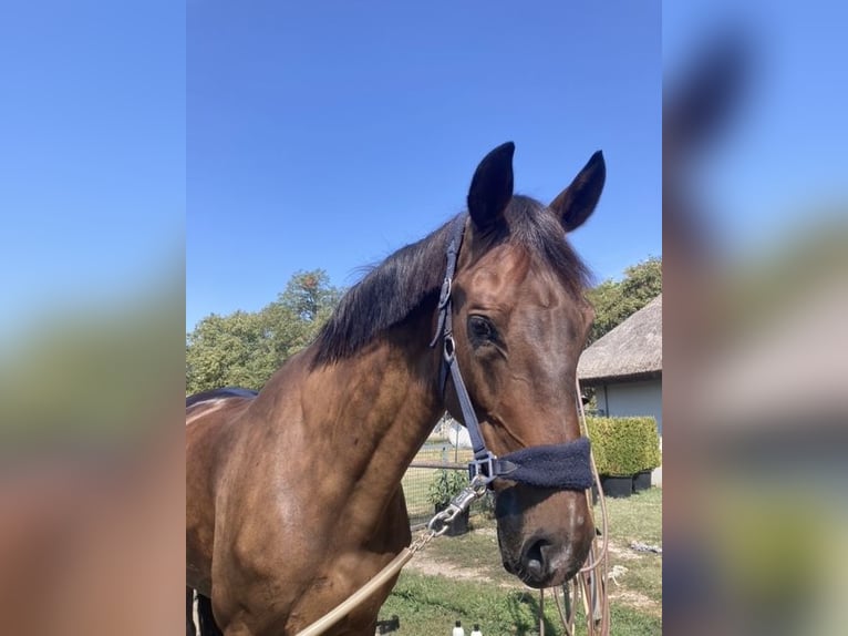 Belgian Warmblood Gelding 14 years 16,2 hh Bay in Monor