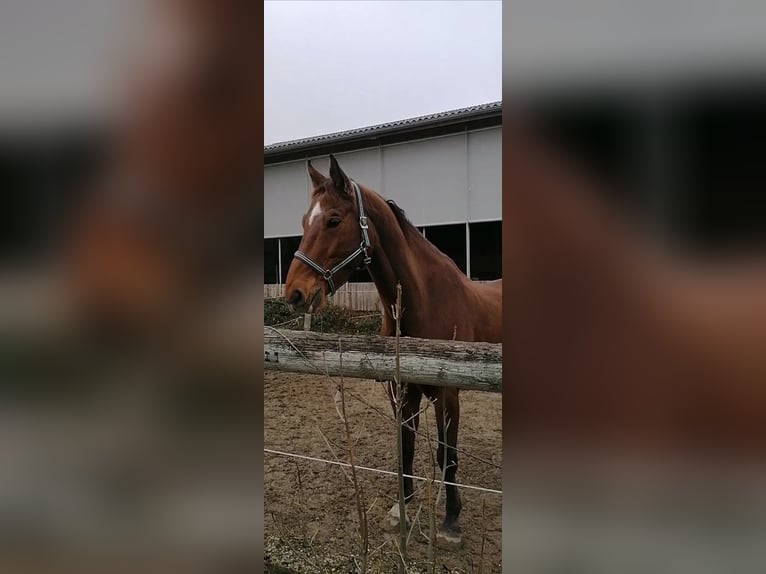 Belgian Warmblood Gelding 14 years 16.2 hh Brown in Vöcklabruck