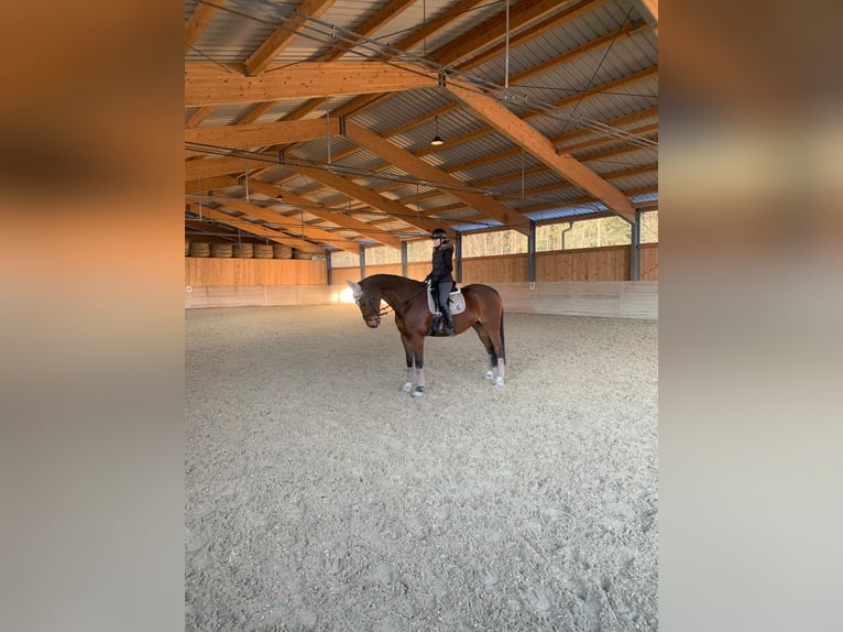 Belgian Warmblood Gelding 14 years 16.2 hh Brown in Vöcklabruck