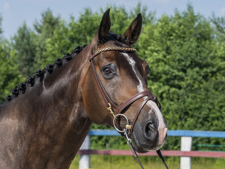 Belgian Warmblood Gelding 14 years 16 hh Brown in Secymin Polski