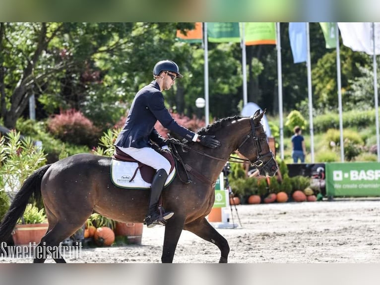 Belgian Warmblood Gelding 14 years 16 hh Brown in Secymin Polski