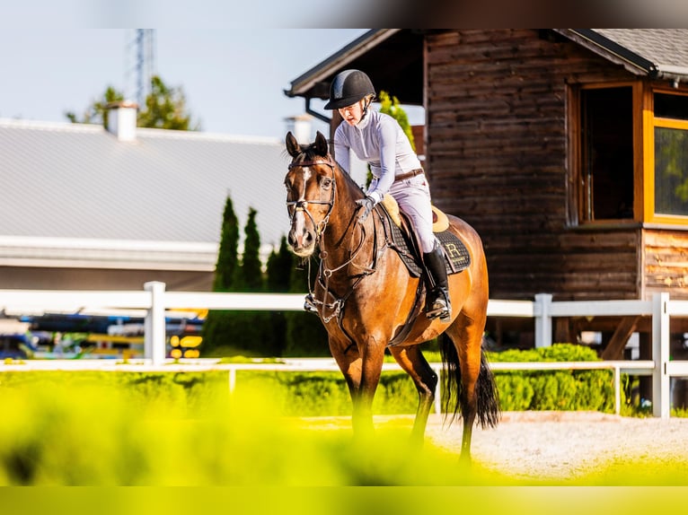 Belgian Warmblood Gelding 14 years 16 hh Brown in Secymin Polski