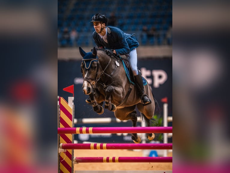 Belgian Warmblood Gelding 14 years 16 hh Brown in Secymin Polski