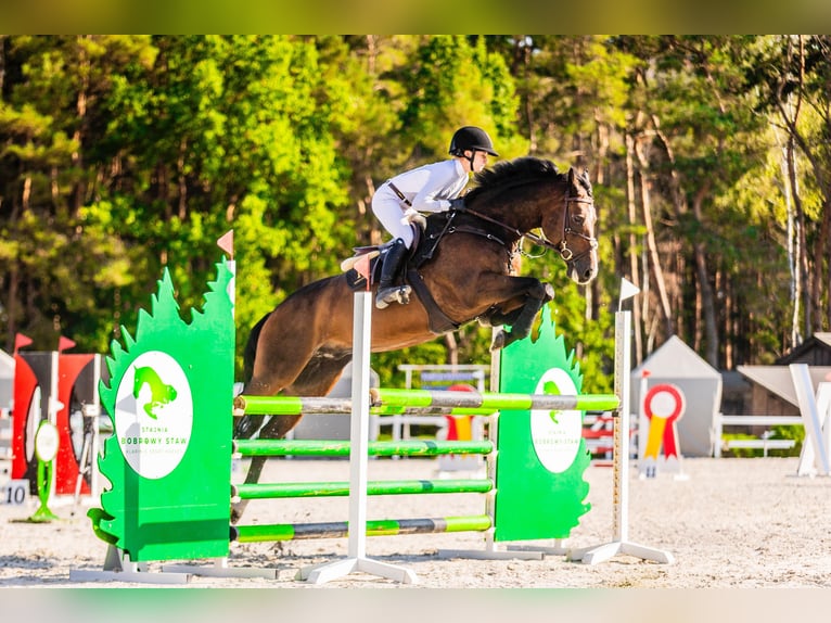 Belgian Warmblood Gelding 14 years 16 hh Brown in Secymin Polski