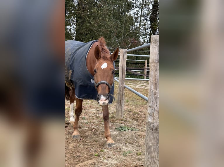 Belgian Warmblood Gelding 14 years 16 hh Chestnut-Red in Neuss