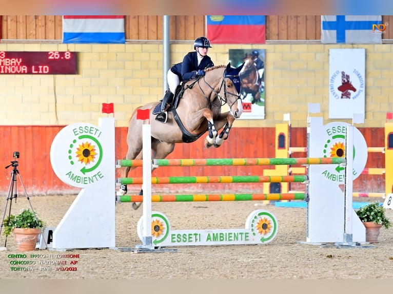 Belgian Warmblood Gelding 14 years 17.1 hh Chestnut-Red in Alba
