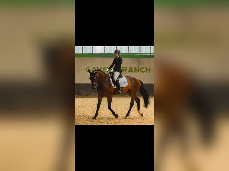 Belgian Warmblood Gelding 14 years 17 hh Brown in Cafaggio