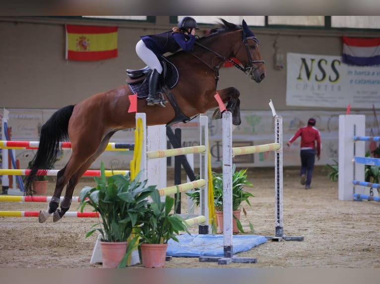 Belgian Warmblood Gelding 14 years 17 hh Brown in SARZANA