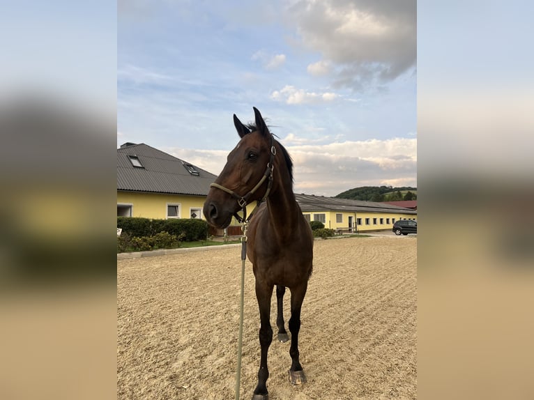 Belgian Warmblood Gelding 14 years  in Grashoek