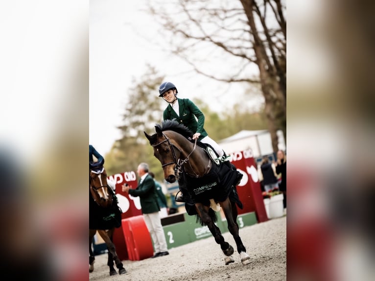 Belgian Warmblood Gelding 15 years 16.1 hh Bay in Omagh