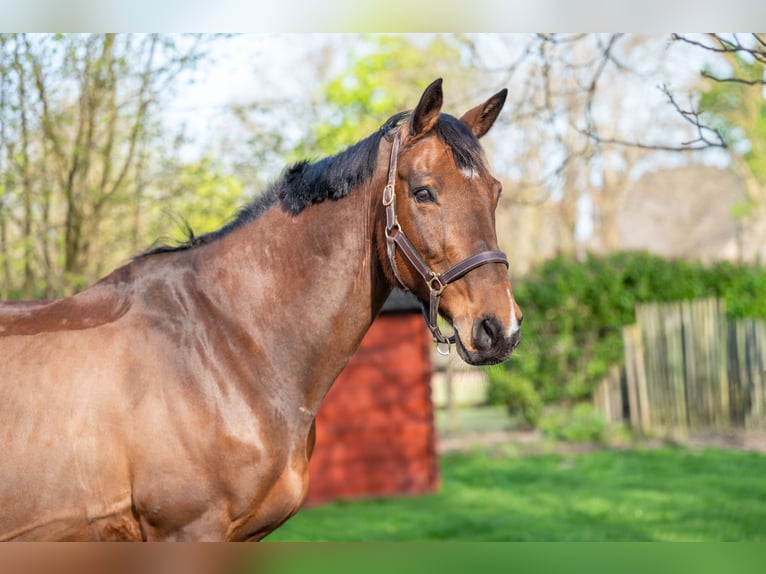 Belgian Warmblood Gelding 15 years 16.1 hh  in GROTE-BROGEL