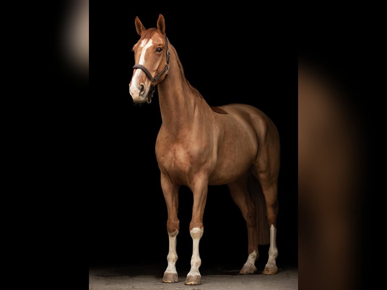 Belgian Warmblood Gelding 15 years 16.3 hh Chestnut-Red in Rheinau