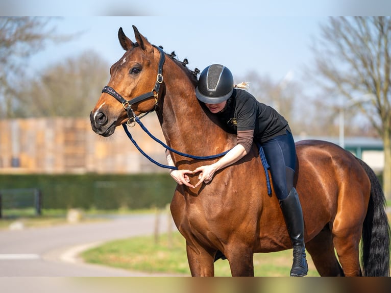Belgian Warmblood Mix Gelding 15 years 16,1 hh Brown in Nettetal