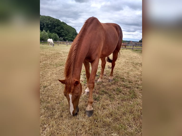 Belgian Warmblood Gelding 15 years 17,3 hh Chestnut-Red in Wervik