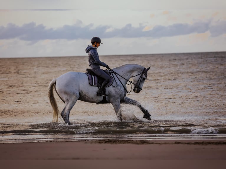 Belgian Warmblood Gelding 15 years 17 hh Gray in Krefeld