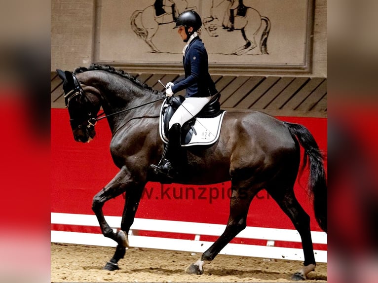 Belgian Warmblood Gelding 15 years in Gossau SG