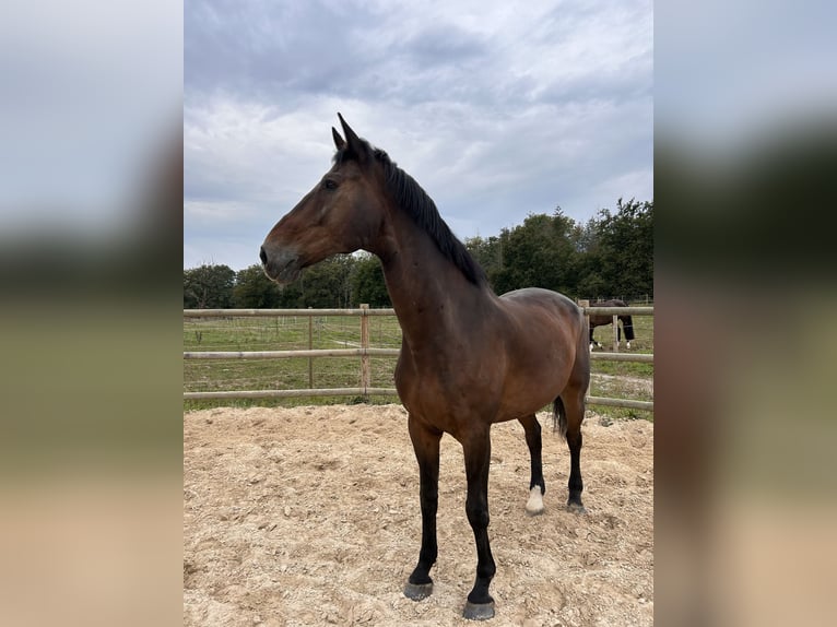 Belgian Warmblood Gelding 16 years 17,1 hh Bay-Dark in Chevry