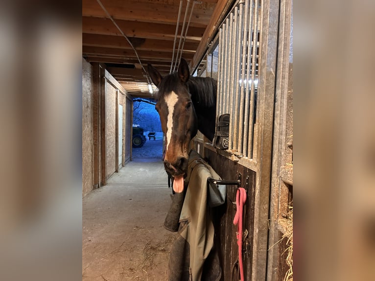 Belgian Warmblood Gelding 16 years 17,1 hh Bay-Dark in Chevry