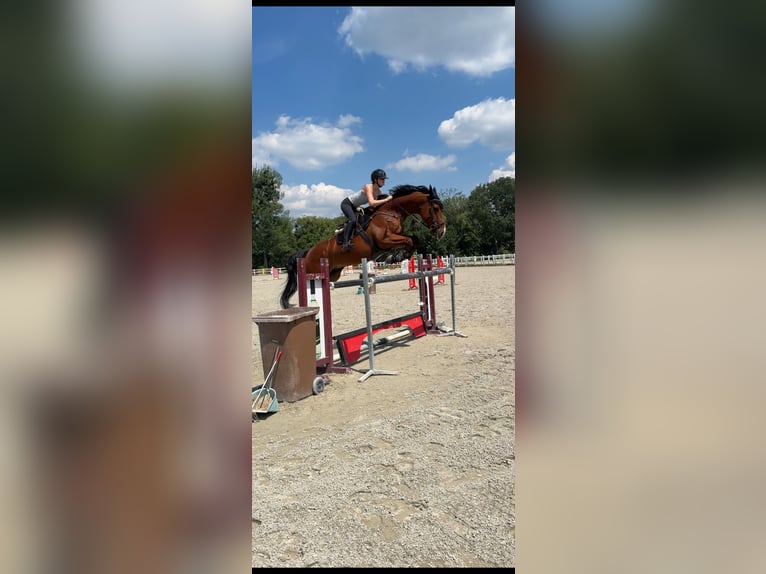 Belgian Warmblood Gelding 16 years 17 hh Brown in Heiligenkreuz