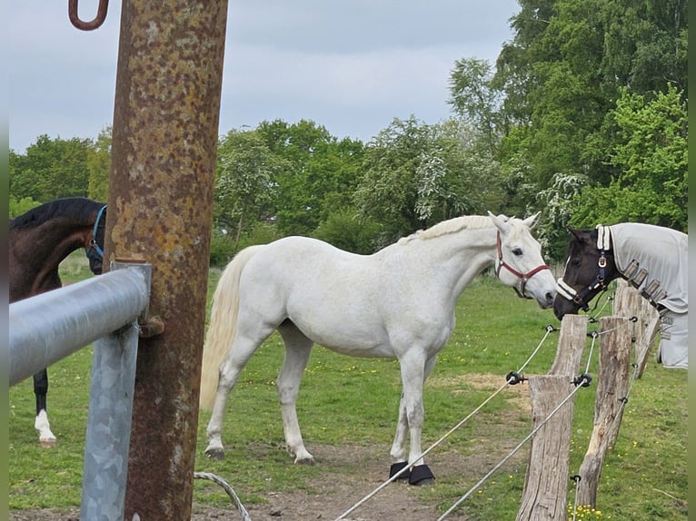 Belgian Warmblood Gelding 16 years 17 hh Grey in Grube