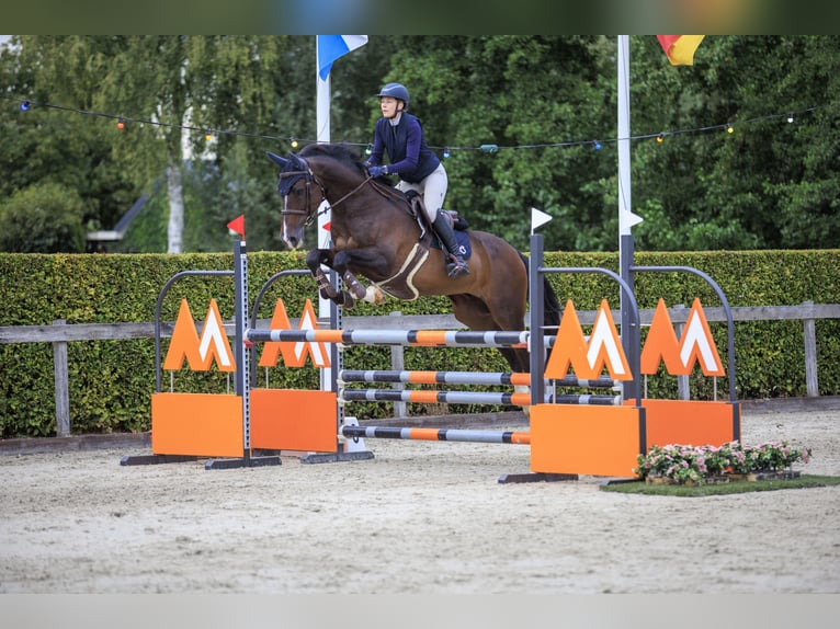 Belgian Warmblood Gelding 16 years Brown in Barneveld