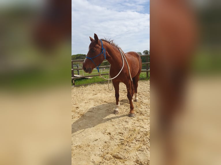 Belgian Warmblood Gelding 17 years 15,2 hh Chestnut in Kümmertshausen