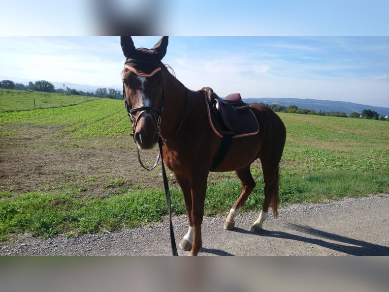 Belgian Warmblood Gelding 17 years 15,2 hh Chestnut in Kümmertshausen