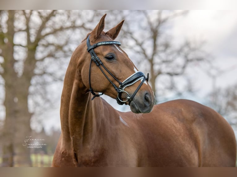 Belgian Warmblood Gelding 17 years 16,3 hh Sorrel in Brecht