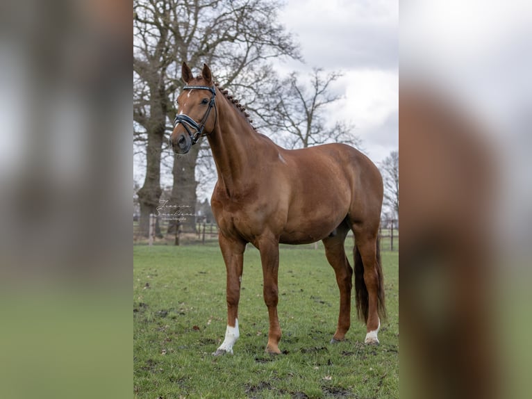 Belgian Warmblood Gelding 17 years 16,3 hh Sorrel in Brecht