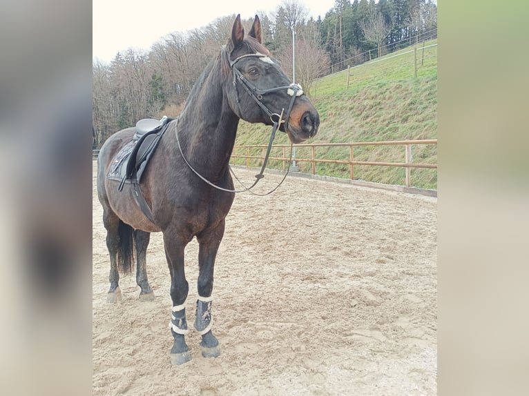 Belgian Warmblood Gelding 17 years 16 hh Bay-Dark in Biberist