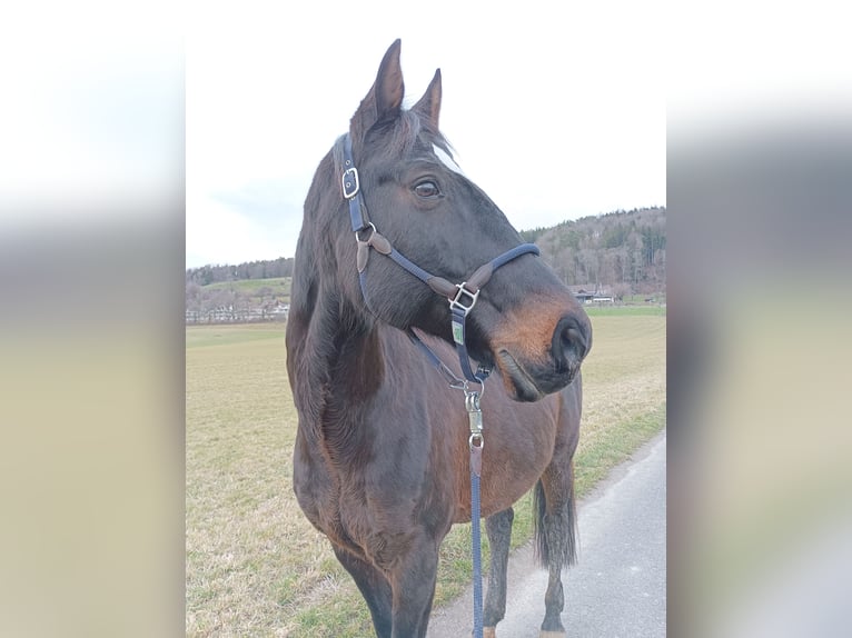 Belgian Warmblood Gelding 17 years 16 hh Bay-Dark in Biberist