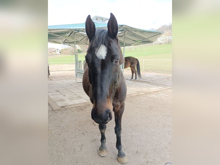 Belgian Warmblood Gelding 17 years 16 hh Bay-Dark in Biberist