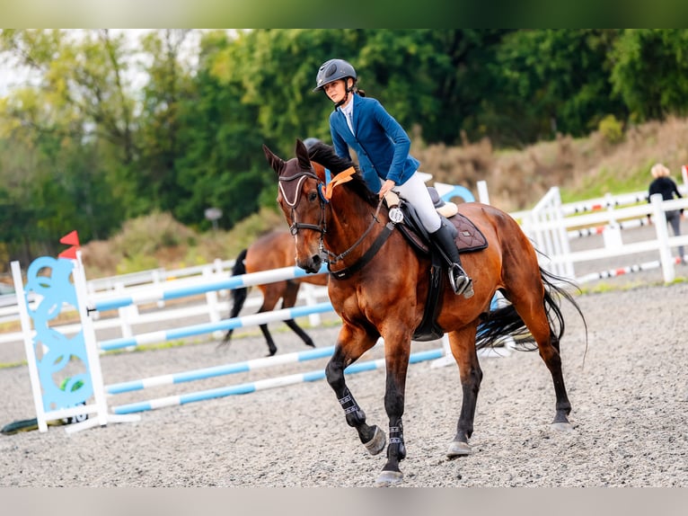 Belgian Warmblood Gelding 17 years 17 hh Bay-Dark in Czechowice-Dziedzice