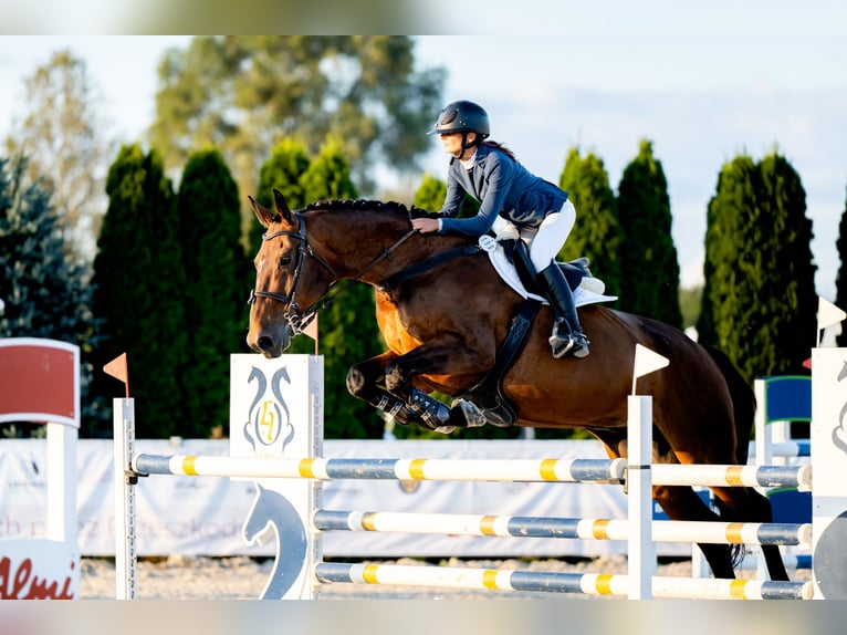 Belgian Warmblood Gelding 17 years 17 hh Bay-Dark in Czechowice-Dziedzice