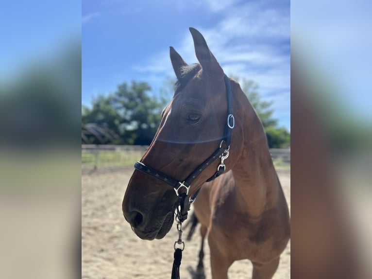 Belgian Warmblood Gelding 17 years 17 hh Brown in Rimini